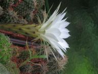 Echinopsis hybrid